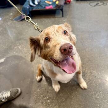 Leroy -  Australian Shepherd Dog for Adoption in Louisville, Kentucky - Leroy | PetCurious