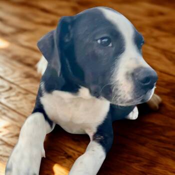 Rescue Husky and Labrador Retriever Dogs for Adoption in Livingston, Texas - Boy | PetCurious