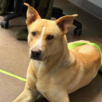 Shepherd Dogs Available for Adoption - Hawthorne | PetCurious