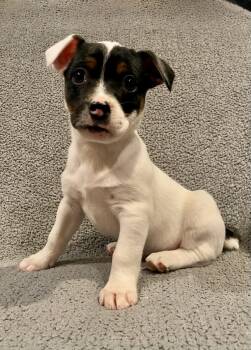 Jack Russell Terrier Dogs Available for Adoption - Max | PetCurious