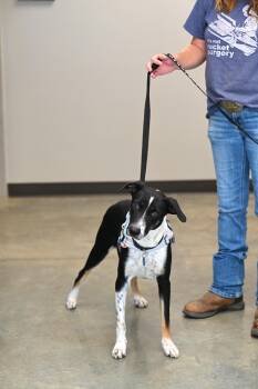Rescue Labrador Retriever and Hound Dogs for Adoption - Bob | PetCurious