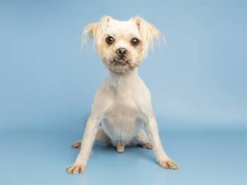 BENJI -  Shih Tzu and Mixed Breed Dog for Adoption in Phoenix, Arizona - BENJI | PetCurious