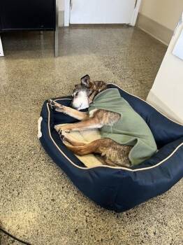 Jack Russell Terrier and Beagle Dogs Available for Adoption in Parksville, British Columbia - Bella | PetCurious