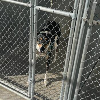 Sally May -  Mixed Breed Dog for Adoption in Shelbyville, Illinois - Sally May | PetCurious