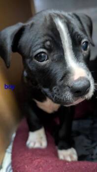 Odysseus -  Mixed Breed Dog for Adoption in Warren, Michigan - Odysseus | PetCurious