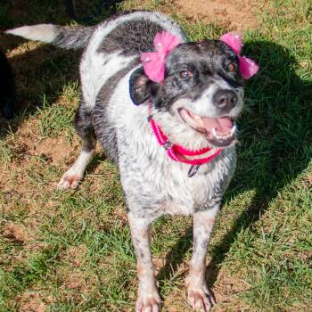 Darling Deliah -  Bluetick Coonhound Dog for Adoption in Houston, Texas - Darling Deliah | PetCurious