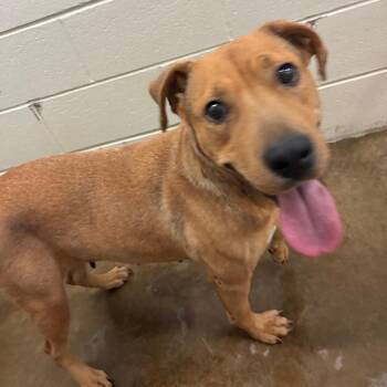 Valley - 020609U -  Pit Bull Terrier and Mixed Breed Dog for Adoption in Tupelo, Mississippi - Valley - 020609U | PetCurious