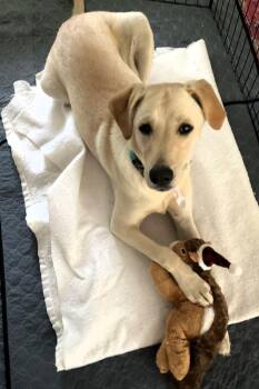 Minnie -  Retriever Dog for Adoption in Honeoye Falls, New York - Minnie | PetCurious