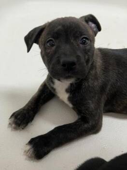 Kali -  Terrier and Mixed Breed Dog for Adoption in East Brookfield, Massachusetts - Kali | PetCurious