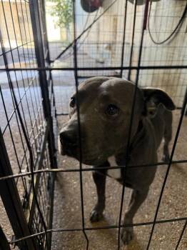 Panini Pete -  American Staffordshire Terrier Dog for Adoption in Mobile, Alabama - Panini Pete | PetCurious