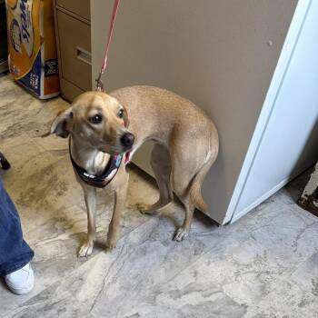 Mazie -  Mixed Breed Dog for Adoption in Summerlee, West Virginia - Mazie | PetCurious