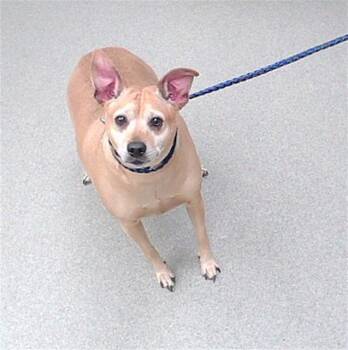 Rat Terrier and Chihuahua Dogs Available for Adoption in Omaha, Nebraska - DHARMA | PetCurious