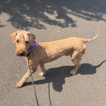 Gucci -  Standard Poodle Dog for Adoption in Newberg, Oregon - Gucci | PetCurious