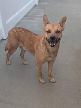 Norris (LOCATED AT BTDR HQ) -  Shepherd Dog for Adoption in Leverett, Massachusetts - Norris (LOCATED AT BTDR HQ) | PetCurious
