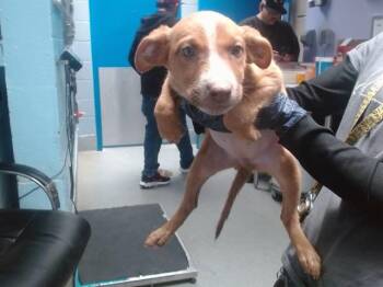 Pit Bull Terrier and Mixed Breed Dogs Available for Adoption - MARBLE | PetCurious