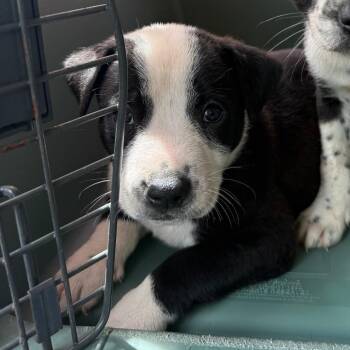 Pit Bull Terrier and Border Collie Dogs Available for Adoption in East St. Louis, Illinois - All Star | PetCurious