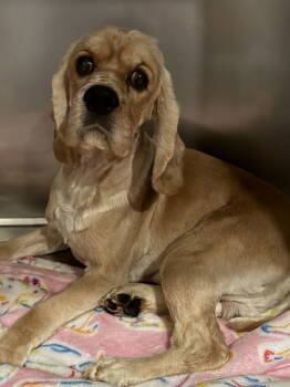 Rescue Cocker Spaniel Dogs for Adoption in Brandon, South Dakota - Beau | PetCurious