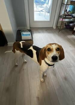 Peaches -  Hound Dog for Adoption in Wando, South Carolina - Peaches | PetCurious