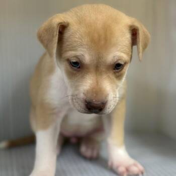 Mixed Breed Dogs Available for Adoption in Pauls Valley, Oklahoma - Adair | PetCurious