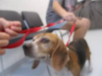 GRACIE -  Beagle Dog for Adoption in Ocala, Florida - GRACIE | PetCurious