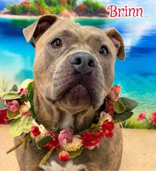 Brinn -  Mixed Breed Dog for Adoption in Flint, Michigan - Brinn | PetCurious