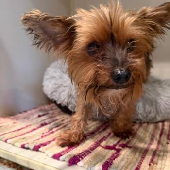 Yorkshire Terrier Dogs Available for Adoption in Port Charlotte, Florida - Teddy | PetCurious