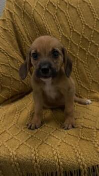 26-557 Johnny -  Hound and Mixed Breed Dog for Adoption in Barnesville, Georgia - 26-557 Johnny | PetCurious