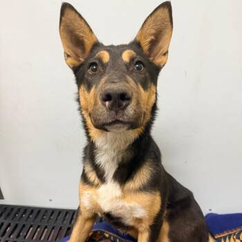 Harley Quinn -  German Shepherd Dog Dog for Adoption in Cheyenne, Wyoming - Harley Quinn | PetCurious