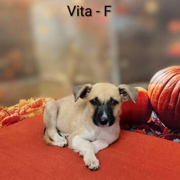 Vita -  Shepherd and Mixed Breed Dog for Adoption in Griswold, Connecticut - Vita | PetCurious