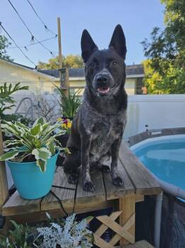 Australian Cattle Dog Blue Heeler Dogs Available for Adoption in New Smyrna Beach, Florida - Bohdi | PetCurious