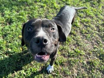 BLUE -  Boxer and Mixed Breed Dog for Adoption in Ocala, Florida - BLUE | PetCurious