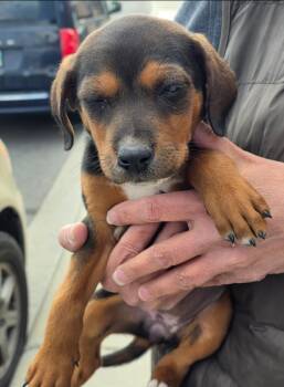 Ava -  Black And Tan Coonhound and Beagle Dog for Adoption in Thompson Falls, Montana - Ava | PetCurious
