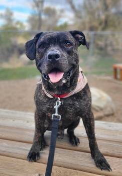 Rescue American Staffordshire Terrier and Mastiff Dogs for Adoption in Fruit Heights, Utah - Tractor | PetCurious