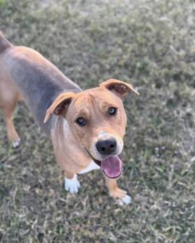 Terrier Dogs Available for Adoption in Carrollton, Texas - Buddy | PetCurious