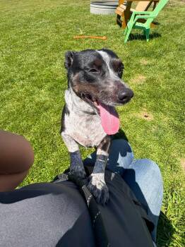 Annie -  Dachshund Dog for Adoption in Prineville, Oregon - Annie | PetCurious
