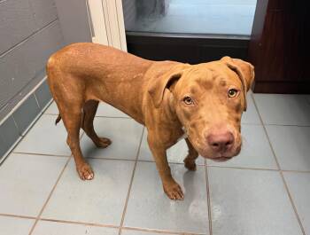 Sally -  Mixed Breed Dog for Adoption in Nashville, Tennessee - Sally | PetCurious