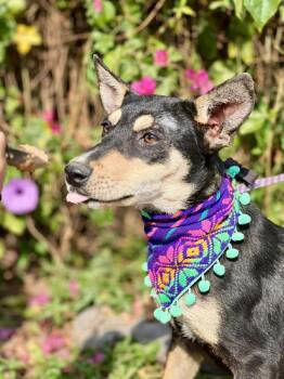 Miniature Pinscher Dogs Available for Adoption in Calgary, Alberta - Antonella | PetCurious