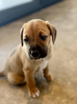 Beagle and German Shepherd Dog Dogs Available for Adoption in Rollingwood, Texas - Colin (Bridgerton) | PetCurious