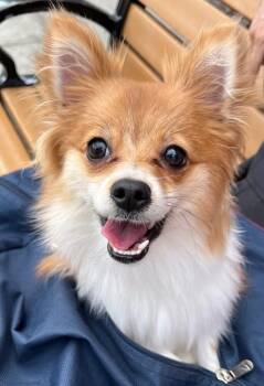 Mixed Breed Dogs Available for Adoption in New York, New York - Topanga | PetCurious