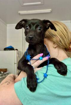 Brett -  Terrier Dog for Adoption in Forsyth, Georgia - Brett | PetCurious
