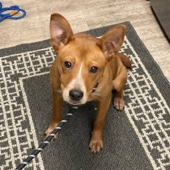 Cattle Dog and Mixed Breed Dogs Available for Adoption in Spokane, Washington - Trinity | PetCurious