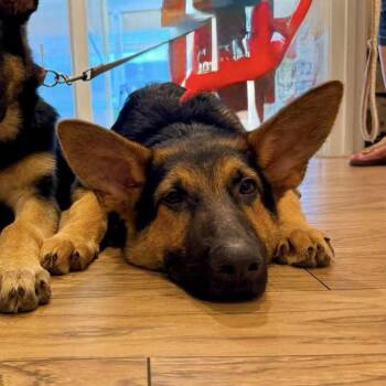 Miles -  Shepherd Dog for Adoption in Hillsborough, North Carolina - Miles | PetCurious