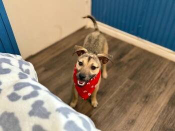 Chihuahua Dogs Available for Adoption - Cash Prize The Jackpot Of Joy | PetCurious