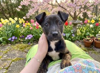 Mountain Cur and Hound Dogs Available for Adoption - Wisp | PetCurious