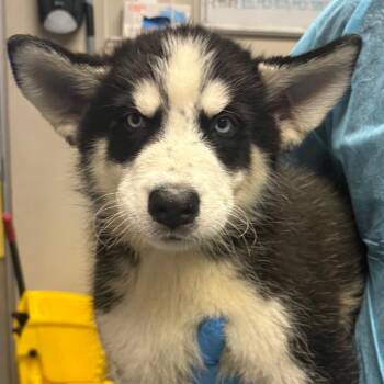 Pico -  Husky Dog for Adoption in Yuma, Arizona - Pico | PetCurious