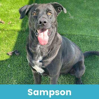Rescue Mixed Breed Dogs for Adoption - Sampson | PetCurious