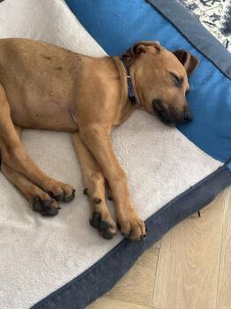 Juno -  Coonhound and Hound Dog for Adoption in Richardson, Texas - Juno | PetCurious
