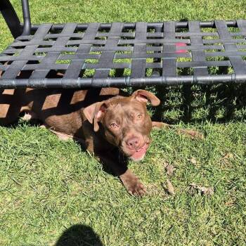 Pattie -  Mixed Breed Dog for Adoption in Oak Park, Illinois - Pattie | PetCurious