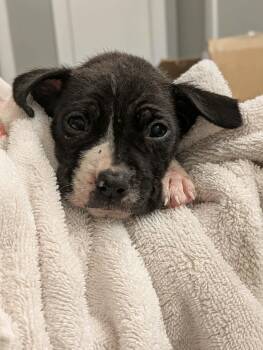 Millie -  Mixed Breed Dog for Adoption in Huntsville, Alabama - Millie | PetCurious