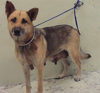 German Shepherd Dog and Mixed Breed Dogs Available for Adoption in Houston, Texas - RAINBOWDASH | PetCurious
